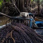 O Impacto da Inovação Tecnológica na Colheita do Açaí e o Futuro do Desenvolvimento Sustentável na Amazônia