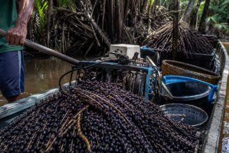 O Impacto da Inovação Tecnológica na Colheita do Açaí e o Futuro do Desenvolvimento Sustentável na Amazônia