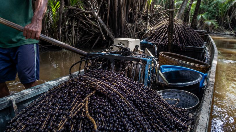 O Impacto da Inovação Tecnológica na Colheita do Açaí e o Futuro do Desenvolvimento Sustentável na Amazônia